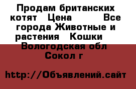 Продам британских котят › Цена ­ 500 - Все города Животные и растения » Кошки   . Вологодская обл.,Сокол г.
